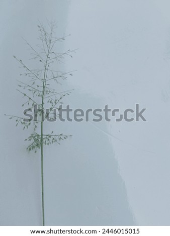 Tangerang Indonesia-April 05,2024:portrait of a flower on a white background, aesthetic wallpaper, ppt background.