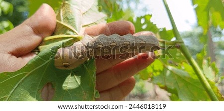 green grape leaf eating caterpillar