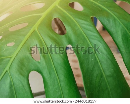 Nature background of monstera leaves with blurred background.  Selective focus.