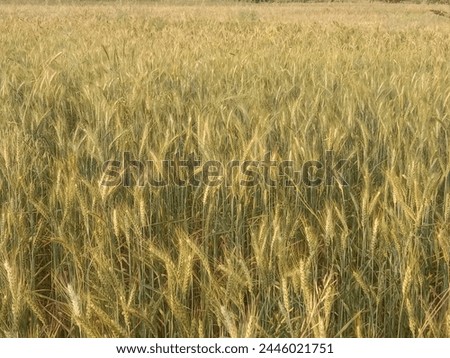Triticum aestivum L plant or wheat plant or wheat field landscape.Close to ripe wheat plant background Royalty-Free Stock Photo #2446021751