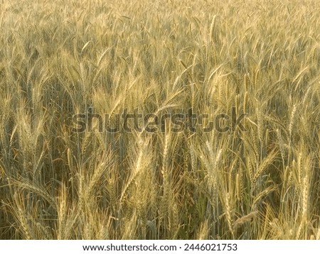 Triticum aestivum L plant or wheat plant or wheat field landscape.Close to ripe wheat plant background Royalty-Free Stock Photo #2446021753