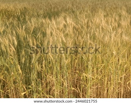 Triticum aestivum L plant or wheat plant or wheat field landscape.Close to ripe wheat plant background Royalty-Free Stock Photo #2446021755