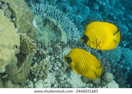 two yellow bluecheek butterflyfish hovering near corals at the seabed during freediving in egypt