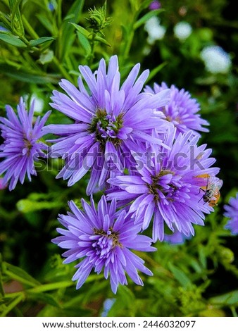 purple European Michaelmas-daisy flower plant  Royalty-Free Stock Photo #2446032097