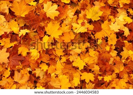 Beautiful Yellow colour leaf picture with nature background