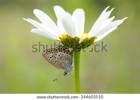 A close-up of the butterfly (plebejus argus) on white camomile flower, a horizontal picture