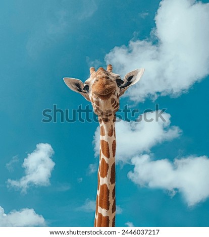 Giraffe Wallpaper pictures beautiful animal long neck Long ears