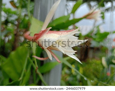 aglonema flowers that have faded after blooming at night