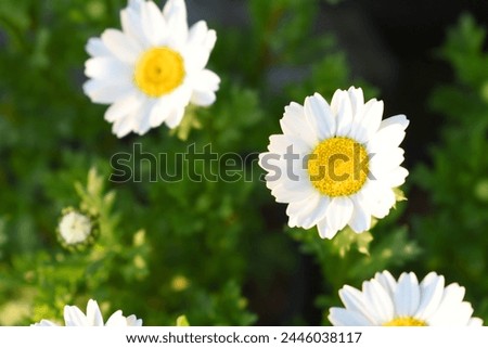 Oxeye daisy (Leucanthemum vulgare) blooming in spring, Garden daisies on a natural background. Flowering of daisies. Oxeye daisy, Daisies, Dox-eye, Common daisy, Moon daisy. Gardening concept Royalty-Free Stock Photo #2446038117