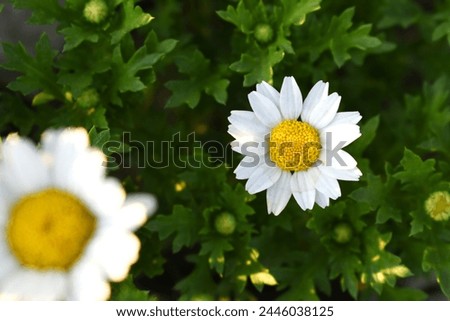 Oxeye daisy (Leucanthemum vulgare) blooming in spring, Garden daisies on a natural background. Flowering of daisies. Oxeye daisy, Daisies, Dox-eye, Common daisy, Moon daisy. Gardening concept Royalty-Free Stock Photo #2446038125