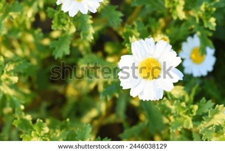 Oxeye daisy (Leucanthemum vulgare) blooming in spring, Garden daisies on a natural background. Flowering of daisies. Oxeye daisy, Daisies, Dox-eye, Common daisy, Moon daisy. Gardening concept Royalty-Free Stock Photo #2446038129
