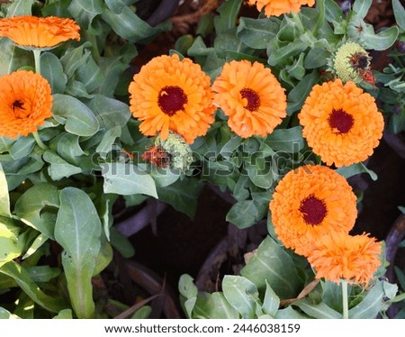 Orange Calendula officinalis flower in garden, Pot Marigold, Ruddles, Mary's gold or Scotch marigold is a flowering plant in the daisy family Asteraceae, Calendula flower closeup