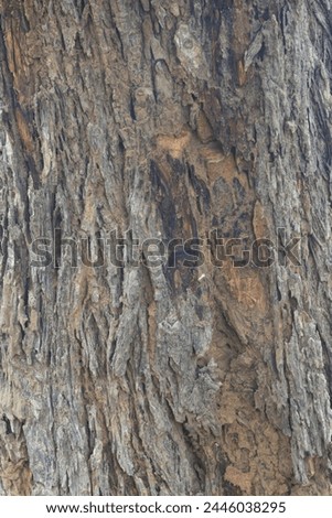 Old tree texture. Bark pattern, For background wood work, Bark of brown hardwood, thick bark hardwood, residential house wood. nature, tree, bark, hardwood, trunk, tree , tree trunk close up texture Royalty-Free Stock Photo #2446038295