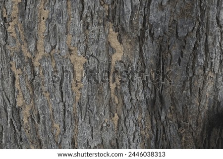 Old tree texture. Bark pattern, For background wood work, Bark of brown hardwood, thick bark hardwood, residential house wood. nature, tree, bark, hardwood, trunk, tree , tree trunk close up texture Royalty-Free Stock Photo #2446038313