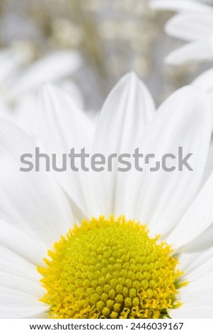 Close-up of a white chrysanthemum with a yellow center on a white background. Ideal for a variety of creative projects and design needs.