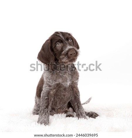 German Wirehaired Pointer Pup sitting up in front of white backdrop