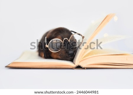 
red puppy Long-haired dachshund with glasses on a white background with a book