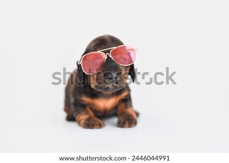
red puppy Long-haired dachshund with glasses on a white background with a book