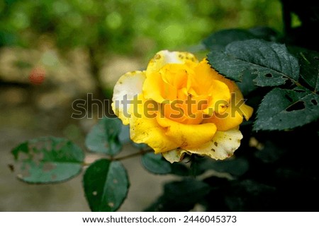 Flower of Yellow Rose in the summer garden. Yellow Roses with shallow depth of field. Beautiful Rose in the sunshine. Yellow garden rose on a bush in a summer garden.