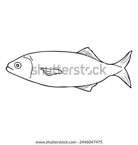 bluefish line vector illustration,isolated on white background,top view