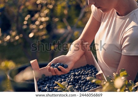 Teenager picking blueberries on a family farm as a summer part-time job. Royalty-Free Stock Photo #2446056869