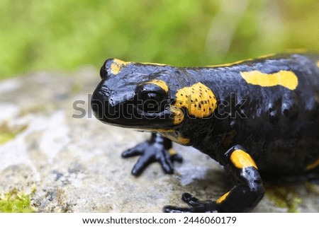 close-up of fire salamander in natural habitat (Salamandra salamandra); a beautiful but toxic amphibian
