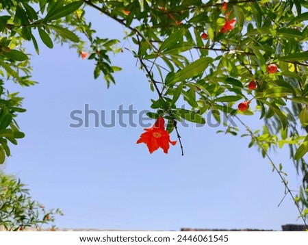 Pomegranate is a very beautiful fruit tree. When it is spring, the sight is even more worth seeing.
Dated 05-04-2024 Royalty-Free Stock Photo #2446061545