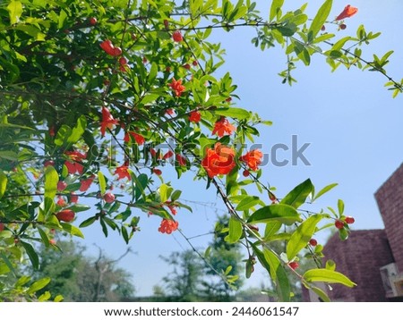 Pomegranate is a very beautiful fruit tree. When it is spring, the sight is even more worth seeing.
Dated 05-04-2024 Royalty-Free Stock Photo #2446061547