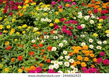 Zinnia flower in the garden Royalty-Free Stock Photo #2446062433