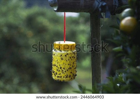 Selective focus yellow plastic can with glue for catching insects. Hang it under an orange tree to catch flies that infest the tangerine garden.
