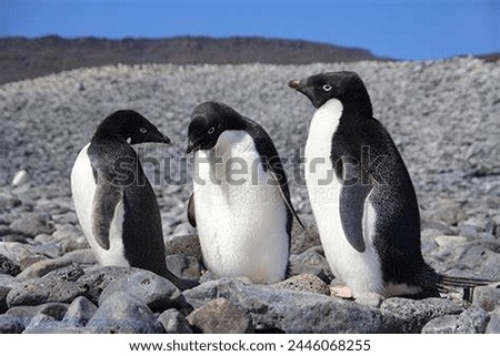 Adélie Penguins, scientifically known as Pygoscelis adeliae, are a species of penguin native to Antarctica. 