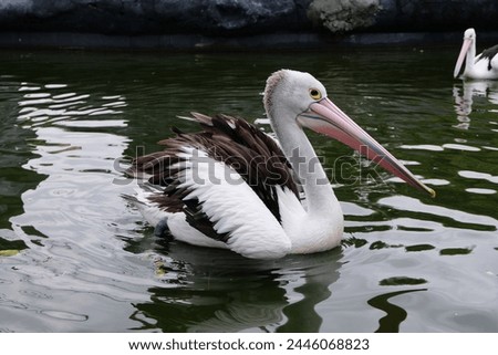 Australian pelican (Pelecanus conspicillatus) floating on water. Australian pelican is a large waterbird in Pelecanidae Family. Bird in natural environment. Royalty-Free Stock Photo #2446068823
