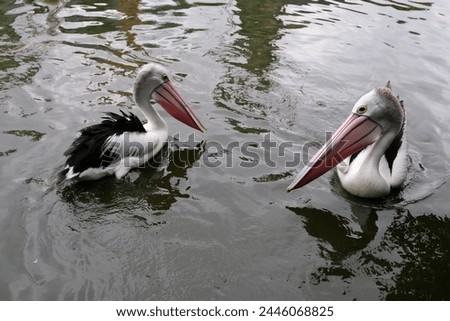 Australian pelican (Pelecanus conspicillatus) floating on water. Australian pelican is a large waterbird in Pelecanidae Family. Bird in natural environment. Royalty-Free Stock Photo #2446068825