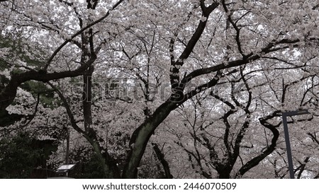 a collection of pictures of cherry blossoms.