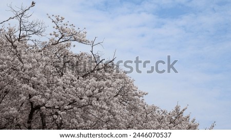 a collection of pictures of cherry blossoms.