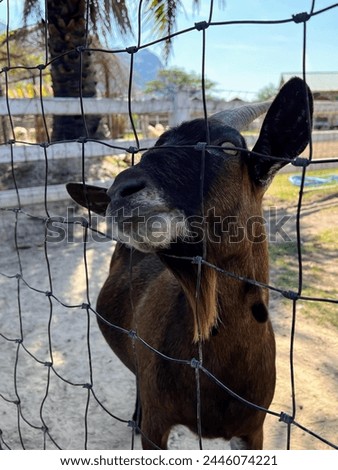 a photography of a goat sticking its head through a fence.