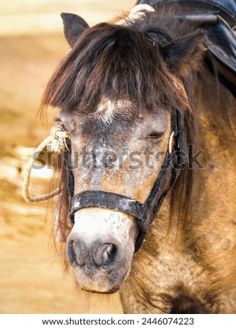 a photography of a horse with a saddle on its head.