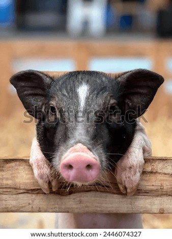 a photography of a pig with its head over a fence.
