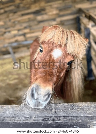 a photography of a horse sticking its head over a fence.