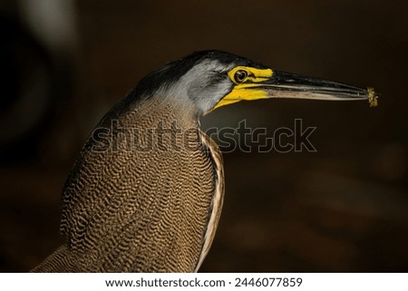 Close up picture of a Fasciated Tiger Heron bird from Tortuguero National Park in Costa Rica