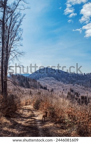 Forest - Europe, Romania, Suchav region, Marginea, 727345  