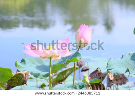 A close up of pink flower in the lake