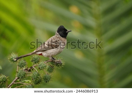 Close up picture of Red-vented bulbul .