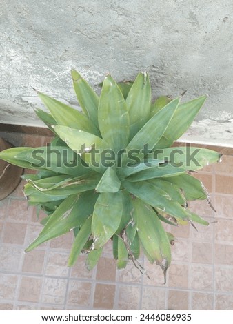Prism shape green color plant in a large size pot Nice background portrait picture for videos or photos background
