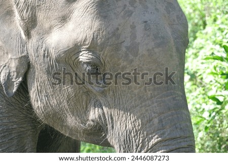 Up close with an elephant