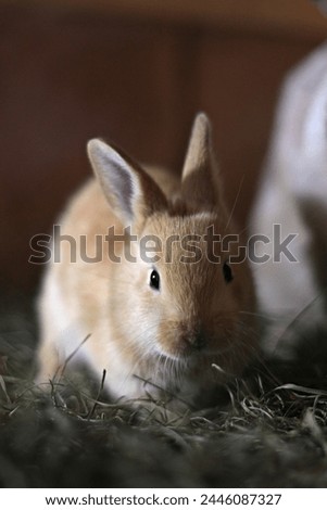 Artistic photo of cute baby bunnies