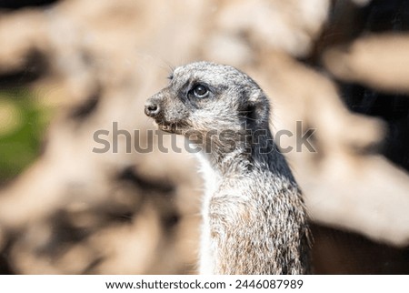 beautiful meerkat close up portrait