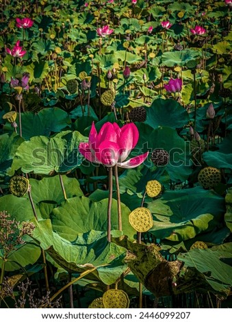 The Lotus flower grows wild in ditches. this picture was taken in the afternoon. 