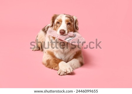 Adorable Australian Shepherd dog lying and holding slipper on pink background
