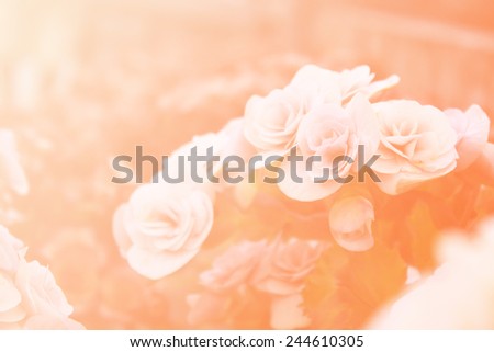 Sweet Orange flower, blurred background color nature flowers